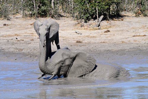 Moremi Game Reserve (Botswana) - Eléphants au bain dans une mare de boue dans le secteur de South Gate(VO-25-0980 B.jpg)